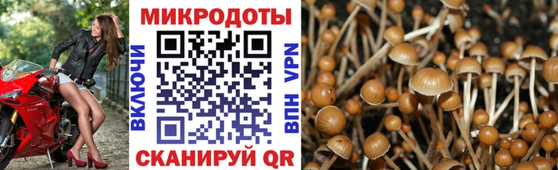 Купить  Муравленко  Галлюциногенные грибы Cubensis 
